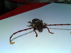 Trachyderes elegans