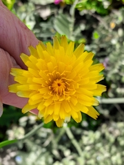 Taraxacum officinale