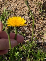 Taraxacum officinale