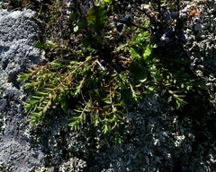 Paronychia franciscana