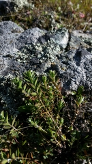 Paronychia franciscana