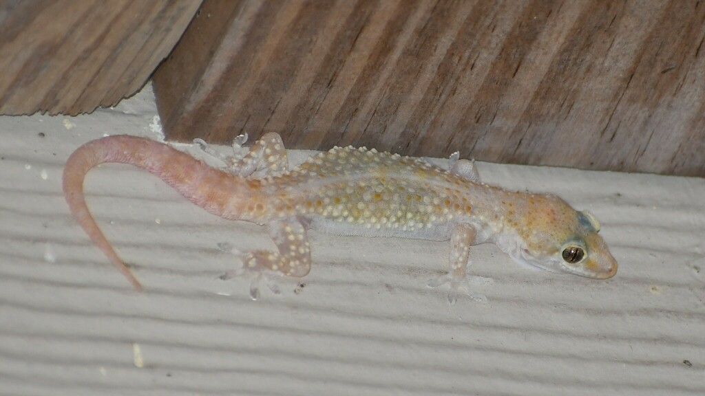 Mediterranean House Gecko from South Side, Corpus Christi, TX, USA on