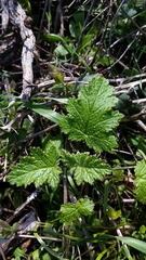 Phacelia malvifolia