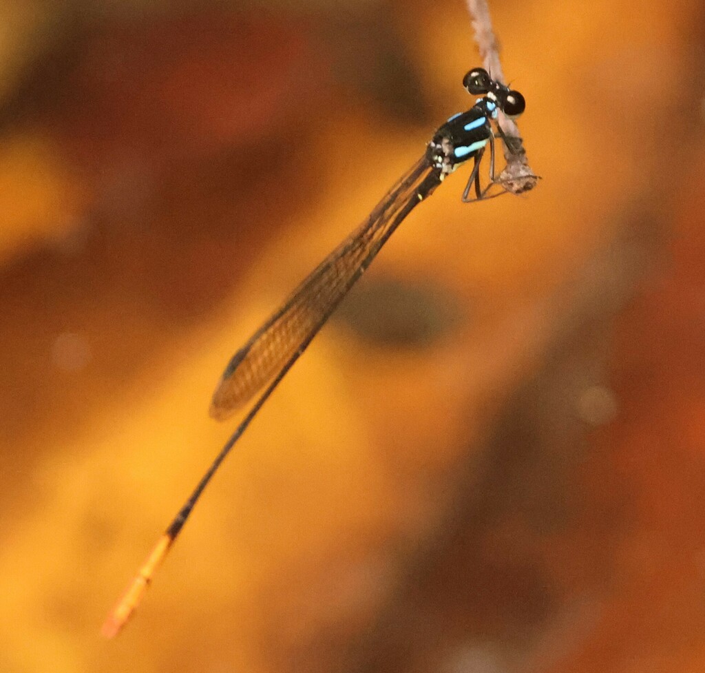 Nososticta erythrura