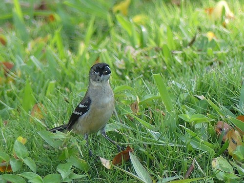 Morelet's Seedeater