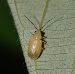 Chrysomelidae
