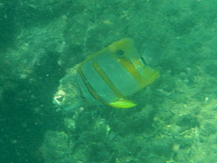 Chelmon rostratus