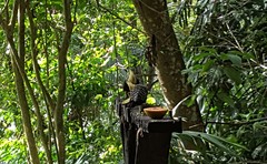Celeus flavescens