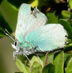 Callophrys viridis