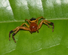 Stephanopoides simoni