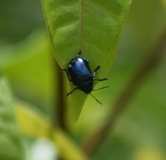Chrysomelidae