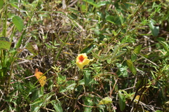Mandevilla