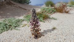 Aphyllon cooperi cooperi