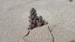 Aphyllon cooperi cooperi