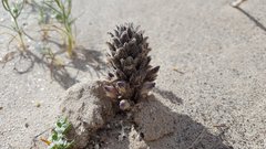 Aphyllon cooperi cooperi
