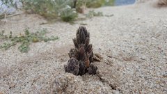 Aphyllon cooperi cooperi