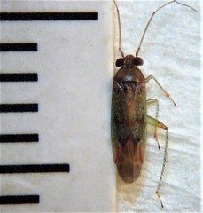 Ommatodema