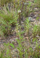 Coutoubea spicata