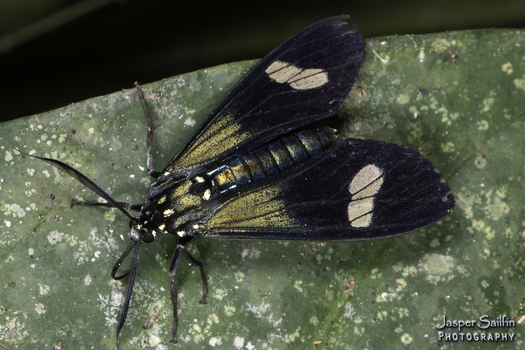 Belemnia ochriplaga