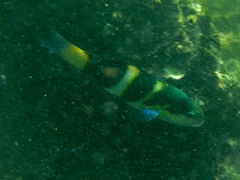 Thalassoma nigrofasciatum