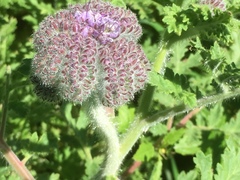 Phacelia hubbyi