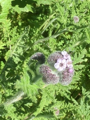 Phacelia hubbyi