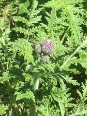 Phacelia hubbyi