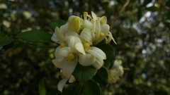 Murraya paniculata