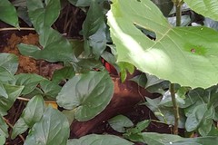 Fountainea ryphea