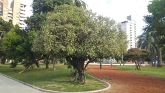 Murraya paniculata