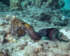 Gymnothorax rueppelliae