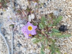 Phacelia fremontii