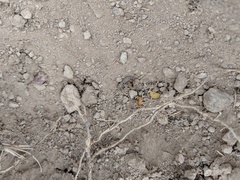 Arthrorhabdus pygmaeus