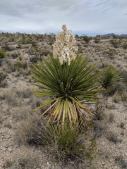 Yucca faxoniana