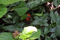 Fountainea ryphea