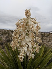 Yucca faxoniana