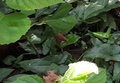 Fountainea ryphea
