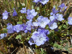 Phacelia divaricata