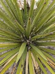 Yucca faxoniana