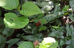 Fountainea ryphea