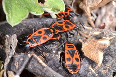 Pyrrhocoris apterus