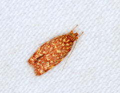 Syringoseca rhodoxantha