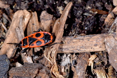 Pyrrhocoris apterus