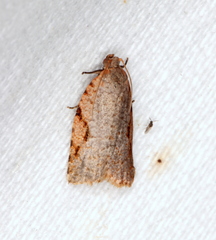 Meritastis piperata
