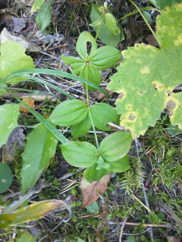 Image of Galium oreganum by no rights reserved