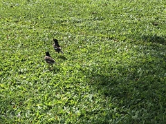 Acridotheres tristis