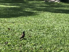 Acridotheres tristis