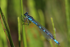 Coenagrion lunulatum