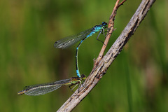 Coenagrion lunulatum