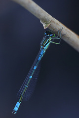 Coenagrion lunulatum